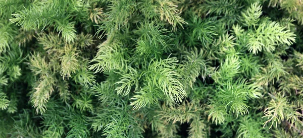 Fundo Samambaia, arbusto verde de samambaia na floresta — Fotografia de Stock