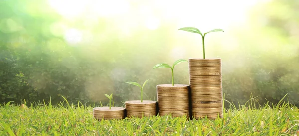 Növekvő növény érméken. beruházási koncepció finanszírozása — Stock Fotó