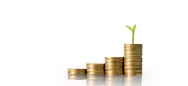 Altın paralarla büyüyen ağaç. Yatırım yap ve konsantreyi koru.