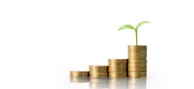 Altın paralarla büyüyen ağaç. Yatırım yap ve konsantreyi koru.