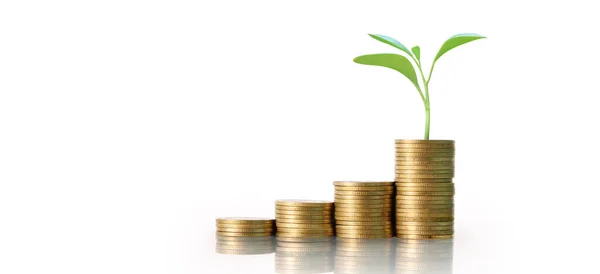 Pflanzbaum wächst aus Goldmünzen Investition und Sparen conce — Stockfoto