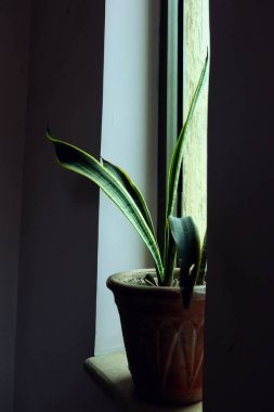 Sabahları bitki aşısı..