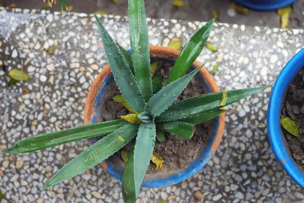 Planta Tiros Manhã — Fotografia de Stock