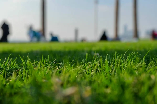 Gräs Nära Håll Park Vacker Eftermiddag — Stockfoto