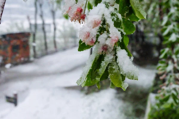 Plantes Congelées Gros Plans Pendant Hiver — Photo