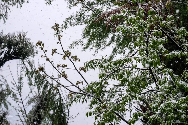 Wald Bei Schneefall Mit Verschneiten Blättern — Stockfoto