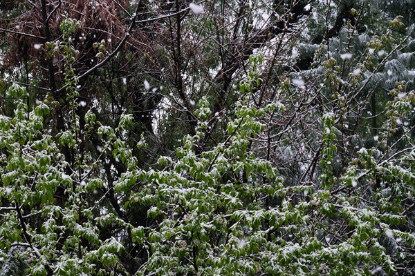 Лес во время снегопада со снежными листьями
