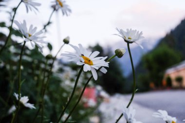 Beyaz çiçekler odak noktasında ve arka planda dağ manzarası.