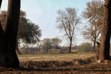Çöl manzaraları Parlak bir sabahta.