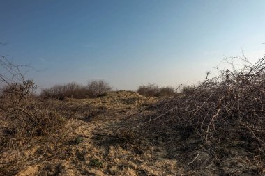 Çöl manzaraları Parlak bir sabahta.