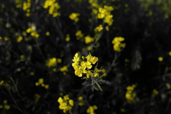 Желтые Цветы Поле Ярким Утром — стоковое фото