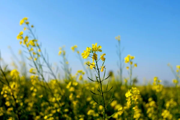 灿烂的早晨 田野里的黄花 — 图库照片