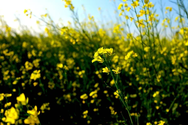 Žluté Květy Poli Jasného Rána — Stock fotografie