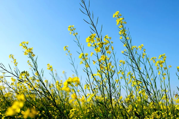 Žluté Květy Poli Jasného Rána — Stock fotografie