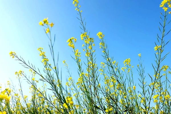 Fleurs Jaunes Dans Champ Par Matin Lumineux — Photo