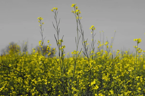 Fleurs Jaunes Dans Champ Par Matin Lumineux — Photo