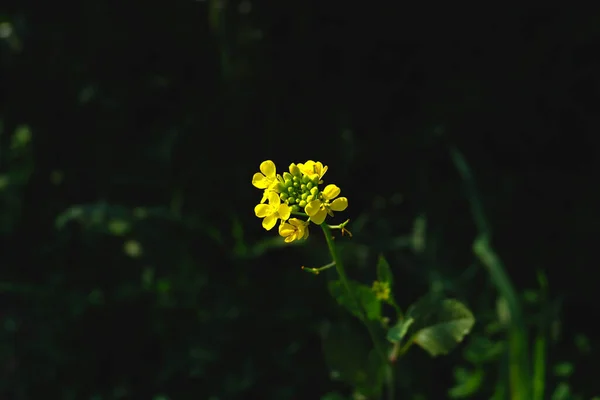 Κίτρινα Λουλούδια Ένα Πεδίο Ένα Φωτεινό Πρωινό — Φωτογραφία Αρχείου