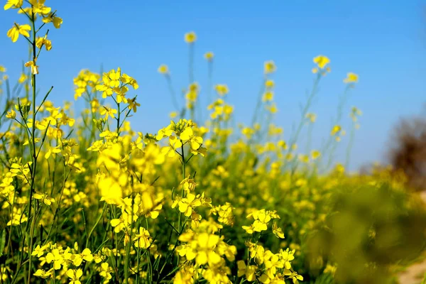 Fleurs Jaunes Dans Champ Par Matin Lumineux — Photo