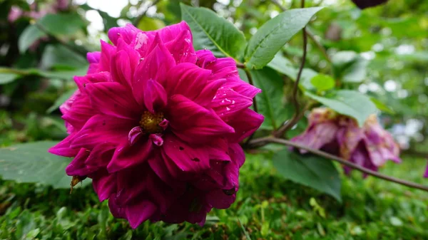 Röschen Einem Schönen Garten — Stockfoto