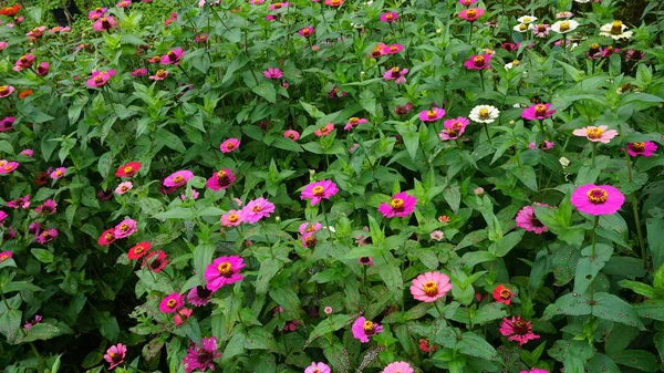 Beautiful Small Flowers Garden — Stock Photo, Image