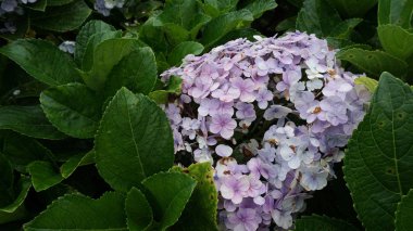 Bahçede yeşil yapraklarla çiçekler açar.