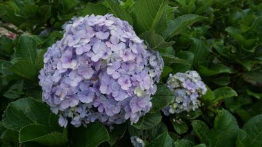 Güzel dağlarda çiçekler