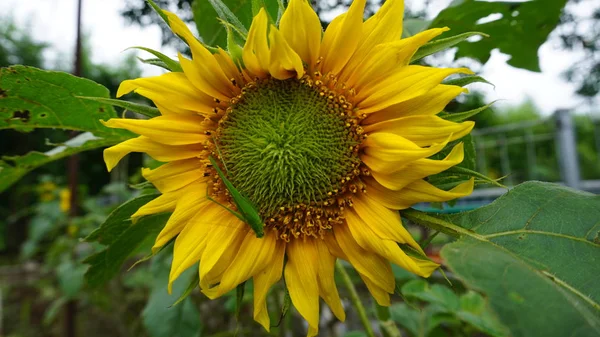 Hermosos Girasoles Con Plantas Verdes — Foto de Stock