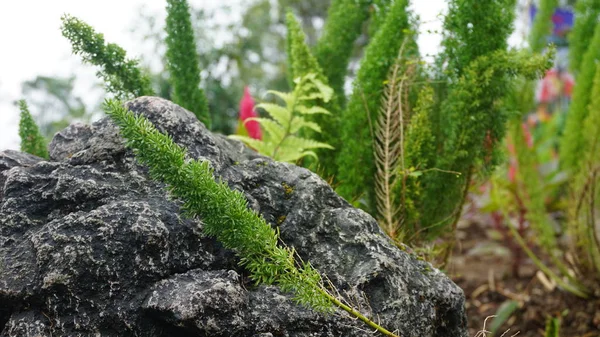 Plantas Hojas Hermoso Jardín Rocas —  Fotos de Stock