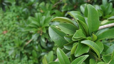 Yaprak Sawo güzel bir bahçede