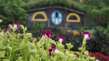 güzel çiçek arka bahçede