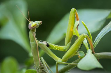 Erkek Avrupa Praying Mantis ve Mantis bileğinde makro görüntüleri
