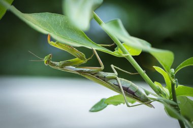 Erkek Avrupa Praying Mantis ve Mantis bileğinde makro görüntüleri