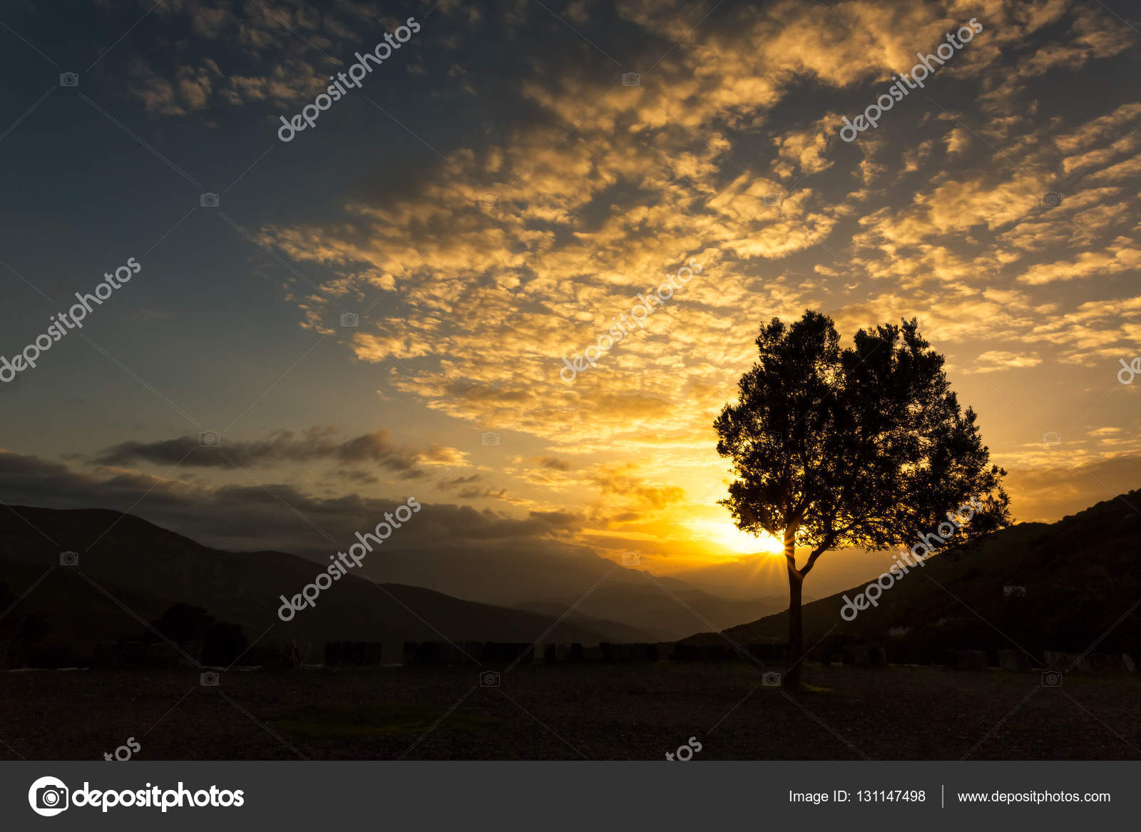 Olivier Silhouetté Sur Coucher De Soleil En Corse