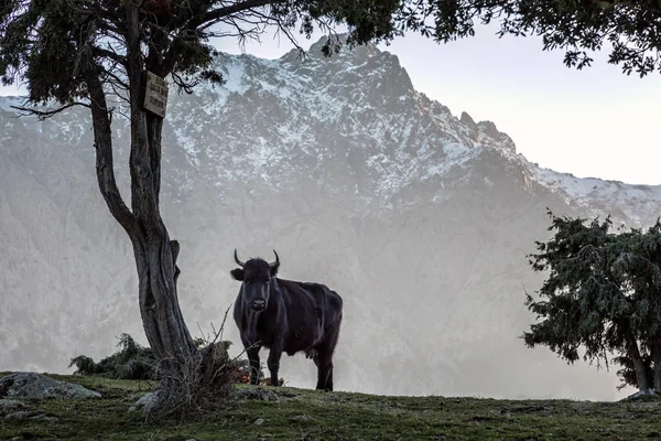 Black cow in snow capped mountains of Corsica — Stock Photo, Image