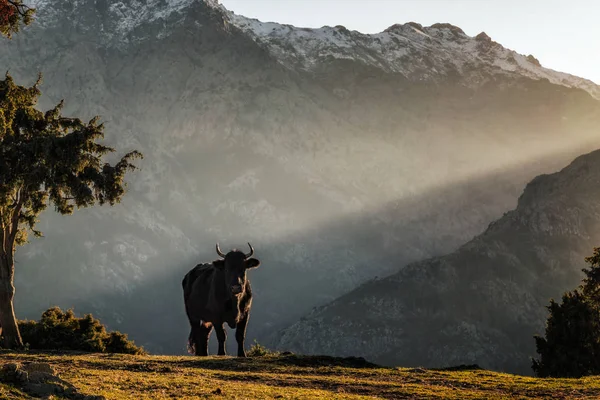 Siyah kamera Corsica Dağları isteyen inek — Stok fotoğraf