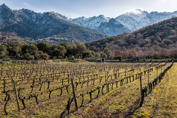 Řádky vinic v korsické vinice a sníh zahrnuty hory — Stock fotografie