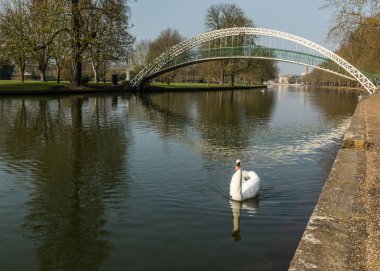 Tek sessiz kuğu nehrinde büyük Ouse, Bedford, İngiltere