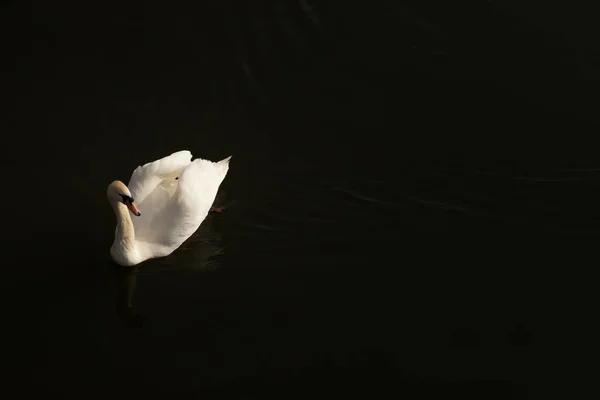 Single mute swan on river Great Ouse in Bedford, England — Stock Photo, Image