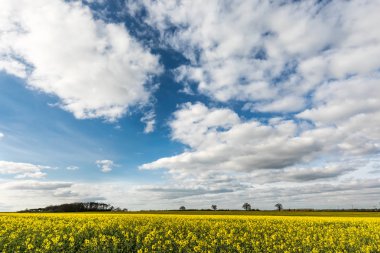 Kolza tohumu mavi gökyüzü ve kabarık bulutlar altında parlak sarı alan