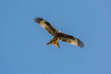 Kırmızı karşı masmavi bir gökyüzü uçan uçurtma