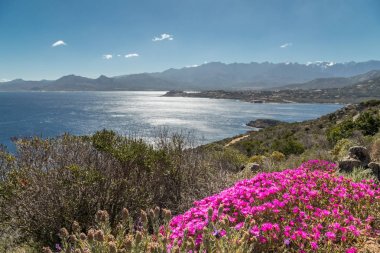 Calvi mesafe ile kayalık Korsika kıyısında pembe çiçekler