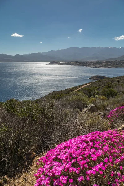 Różowe kwiaty na skalistym wybrzeżu Korsyki z Calvi w odległości — Zdjęcie stockowe