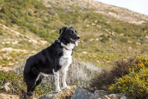 Border Collie hond staande op rots in de heuvels van Corsica — Stockfoto