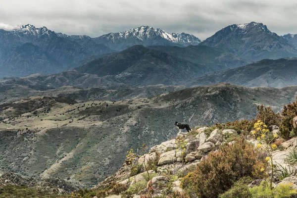 Kayalık fosillerini Corsica'deki / daki dağlar üzerinde seyir üzerinde kenar kömür ocağı