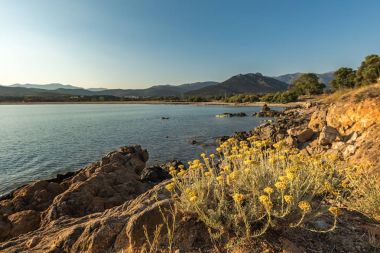 Köri bitki Corsica'deki / daki Lozari adlı kayalık kıyılarında