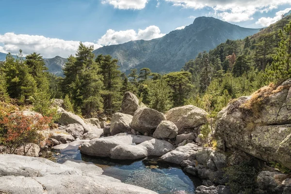 Sungai pegunungan dan pohon pinus di Paglia Orba di Korsika — Stok Foto