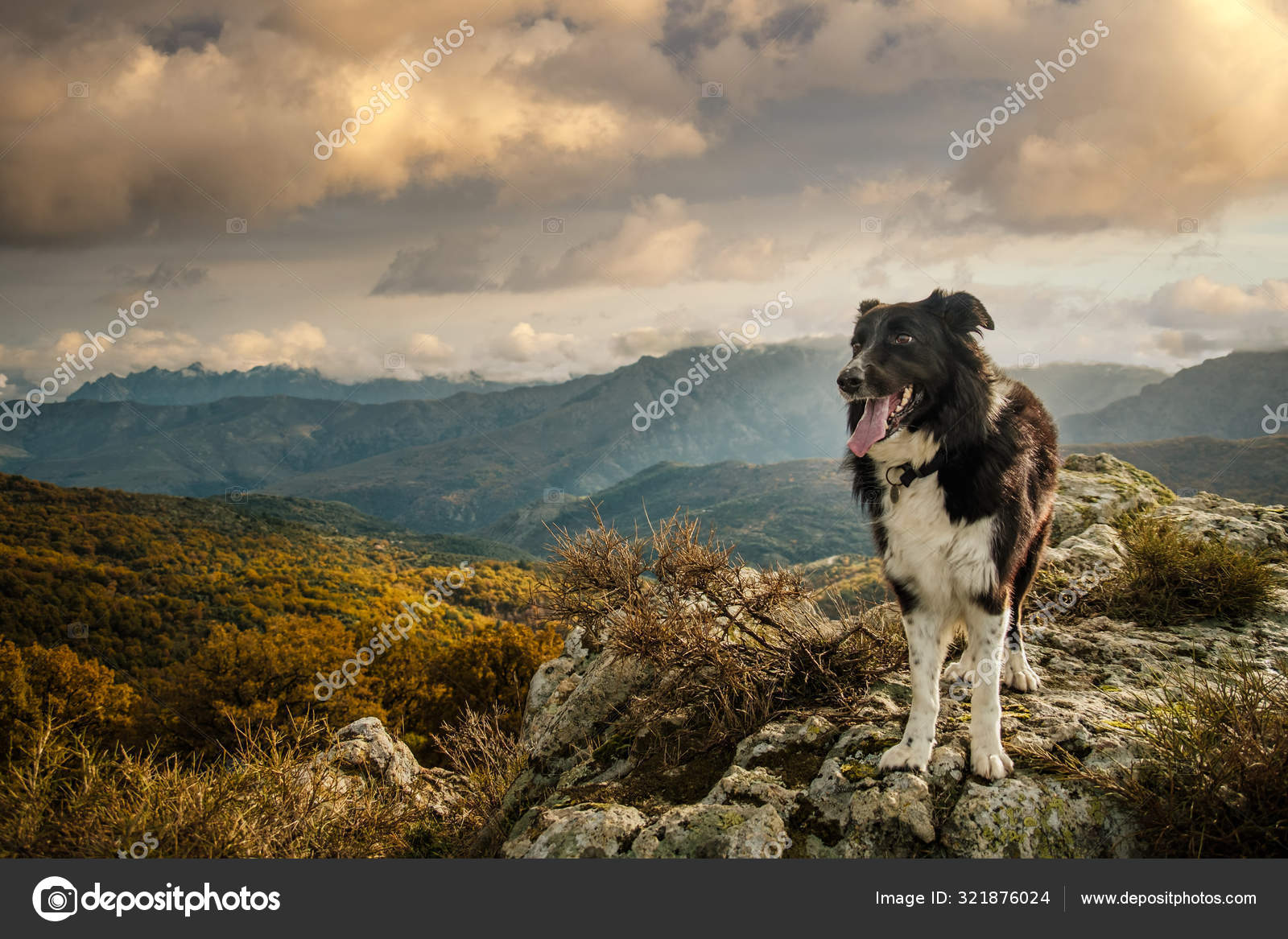 Border collie hiking images libres de droit, photos de Border collie hiking  | DepositPhotos, image size:1600x1167