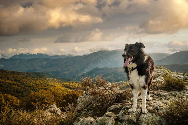 Border Collie hond in de bergen van Corsica — Stockfoto