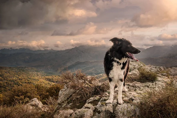 Korsika dağlarındaki Sınır Collie köpeği — Stok fotoğraf