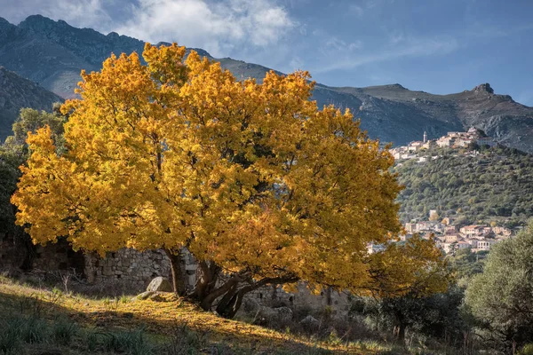 Gyllene höstlövverk av Montpellier Maple på Korsika — Stockfoto